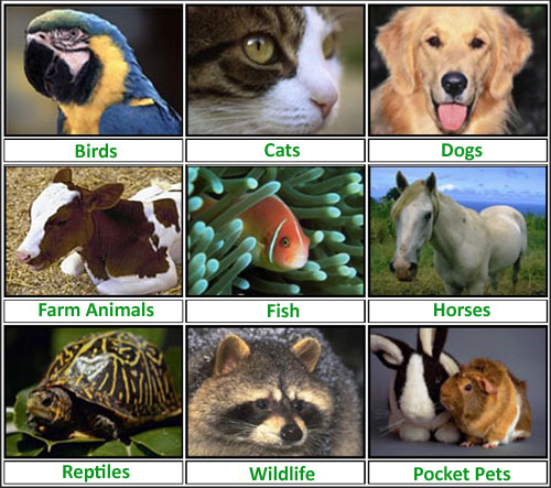 animals diseases - DriverLayer Search Engine