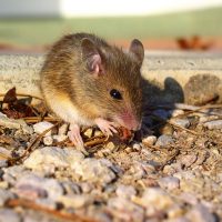 Disease Outbreak Control Division | Murine Typhus