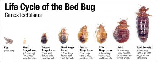 Disease Outbreak Control Division | Bed Bugs