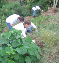 Photo of a group planting a Hau Tree and removing non-native, invasive grasses.