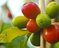 Photo of coffee beans.