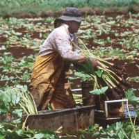 Photo of a man harvesting taro.