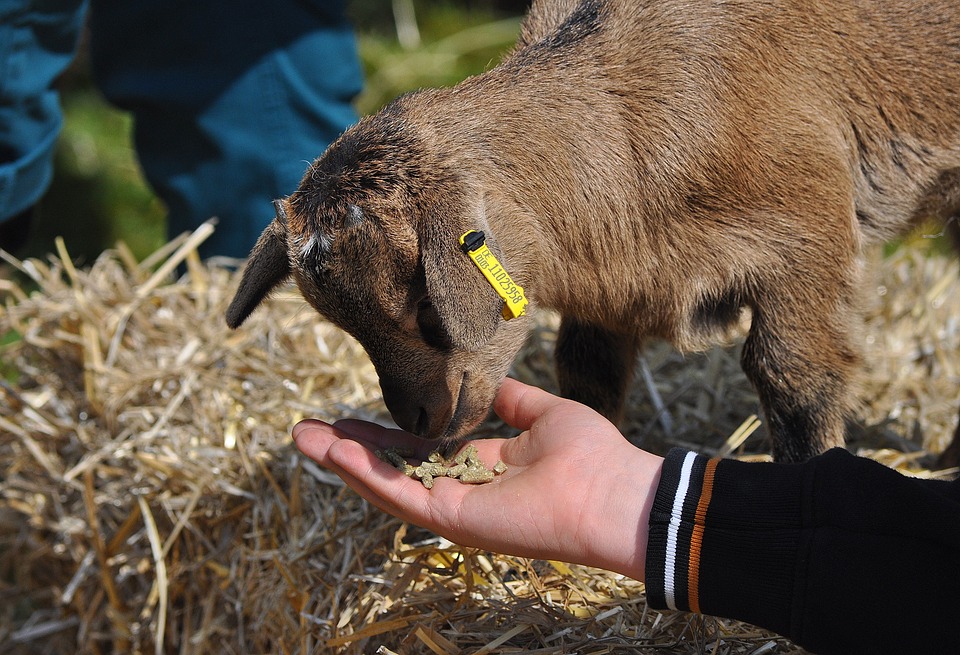 person hand feeding baby goat