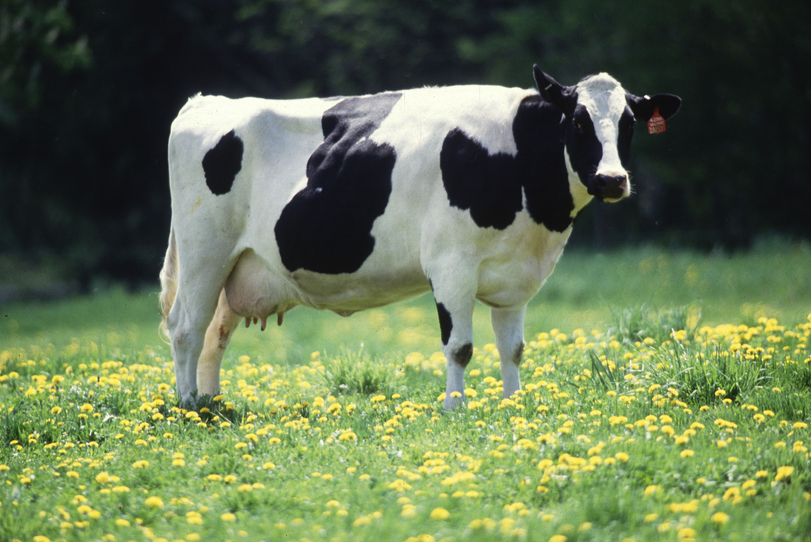 cow in dandelion meadow