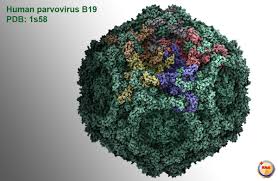 human parvovirus B19