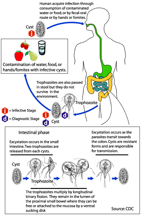 how does giardia spread from person to person)