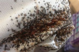 Bed Bug Report Hawaii