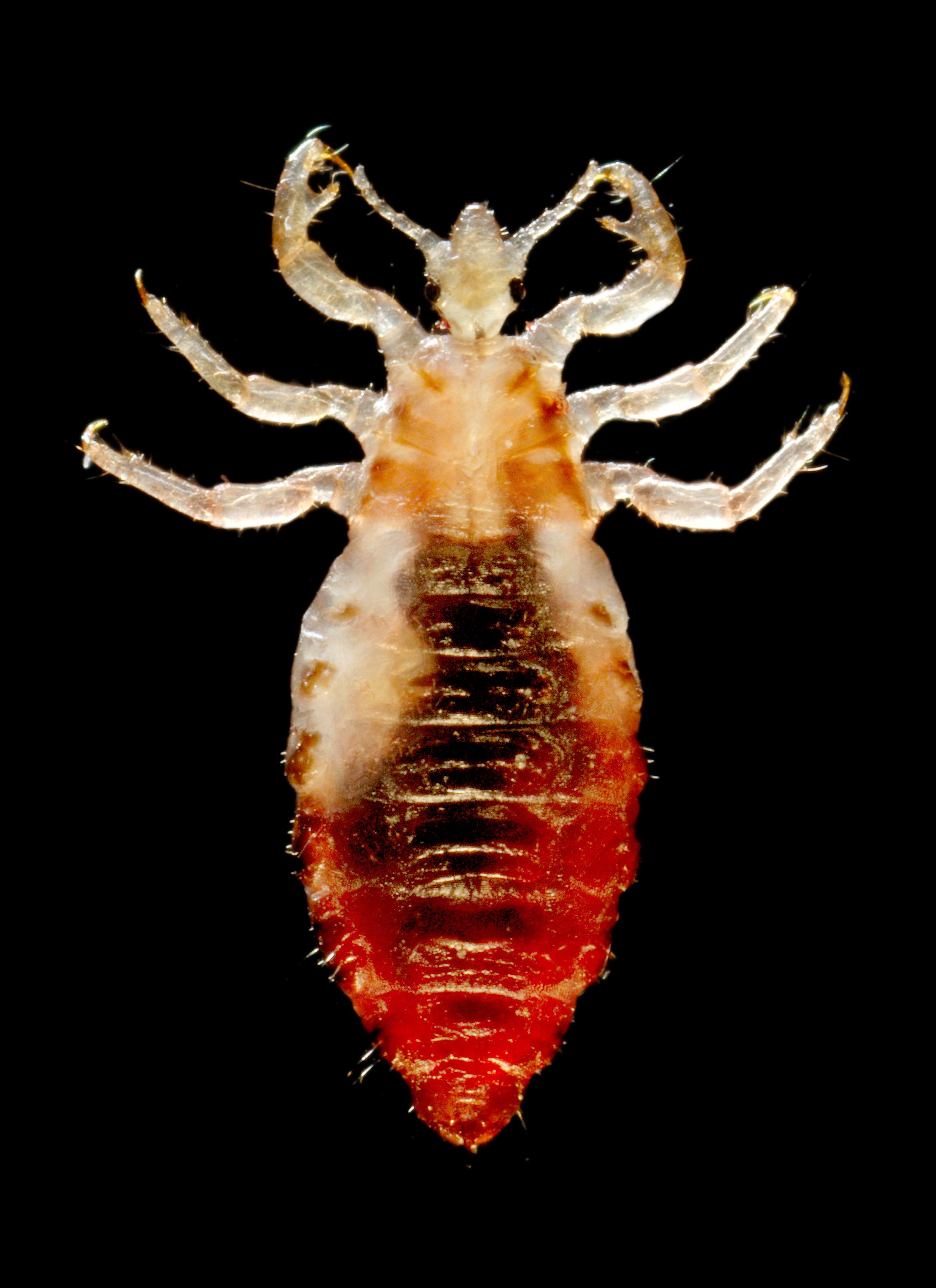 male body lice