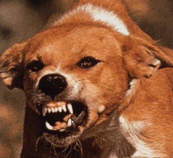 dog with rabies