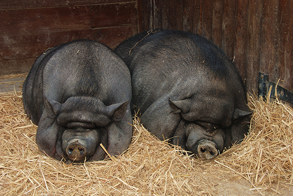 black hogs sleeping