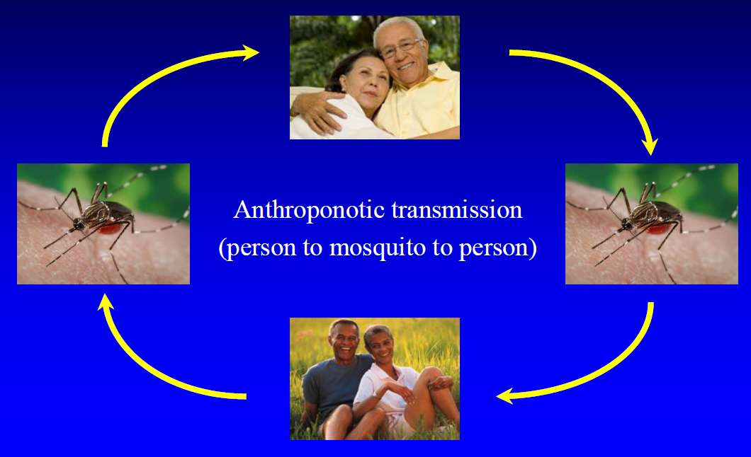 anthroponotic transmission cycle