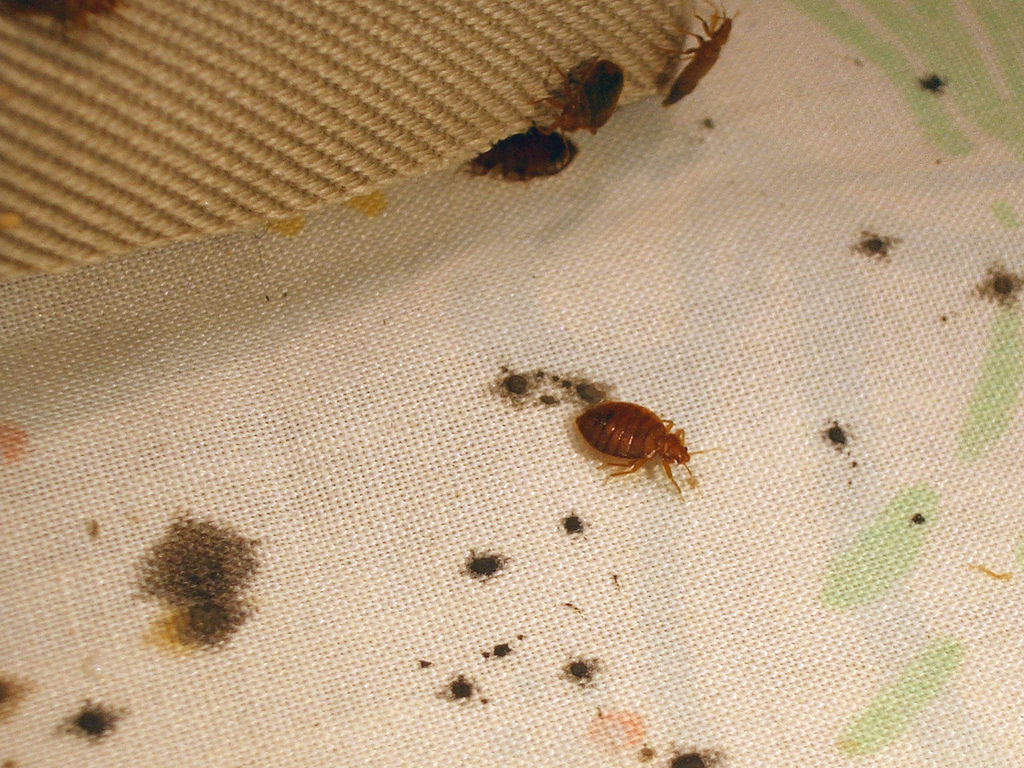 mattress stain bed bugs