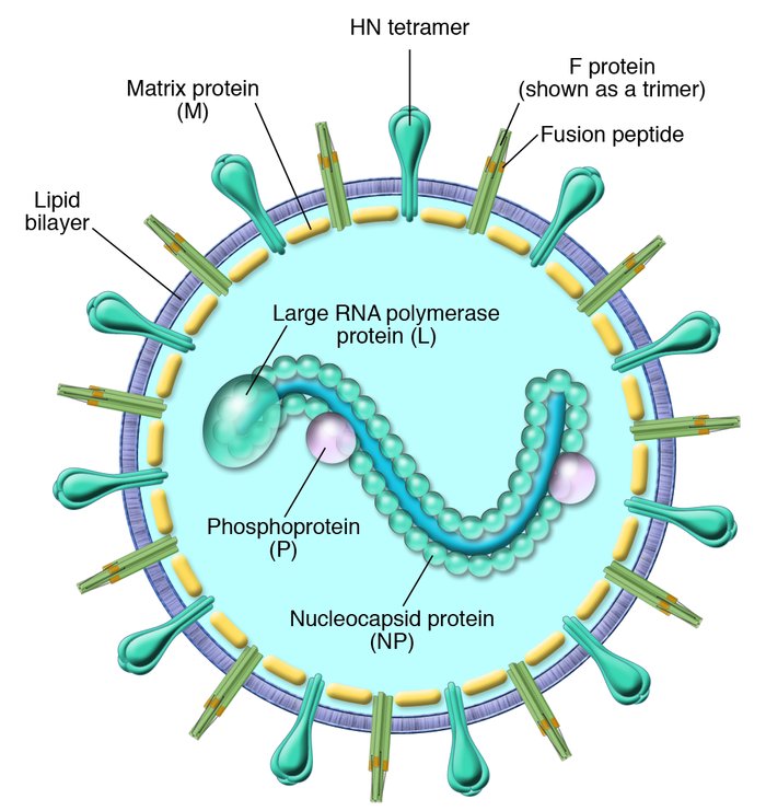 Parainfluenza virion