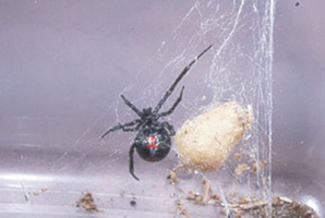 Black Widow spider. Photo Credit: University of Missouri