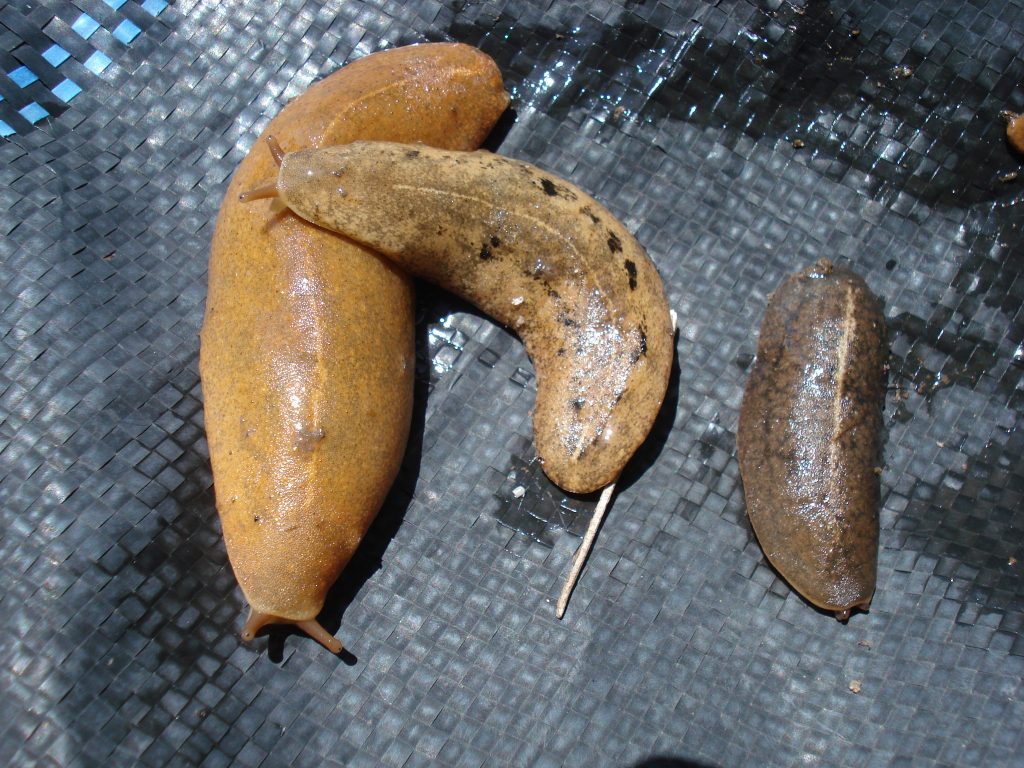 Angiostrongyliasis (Rat Lungworm) Disease Outbreak Control Division