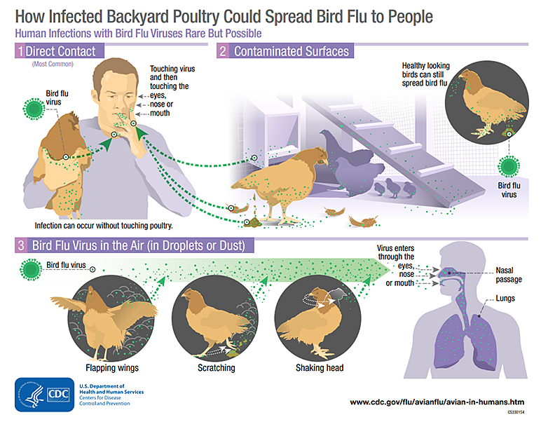 How Infected Backyard Poultry Could Spread Bird Flu to People