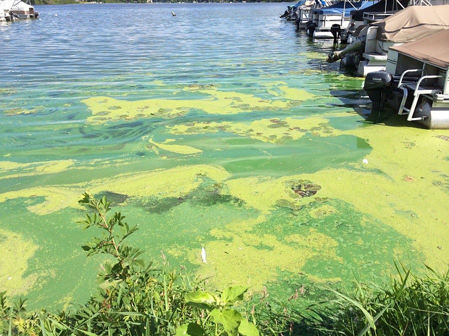 Harmful Algal Blooms