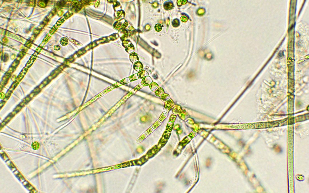 Harmful Algal Blooms (HABs) and Health