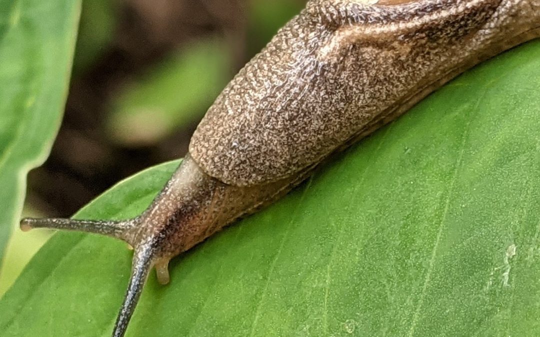 Neuroangiostrongyliasis (Rat Lungworm)