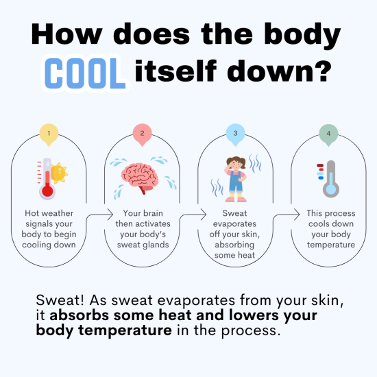3. How does the body cool itself down