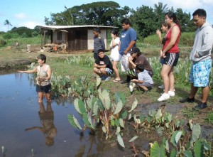 Emerging Public Health Nursing Leadership to Nurture Healthy Communities in Hawaii post thumbnail