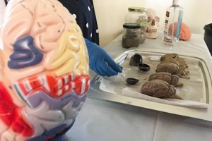 A plastic colored brain next to a tray of real sheep brains on an exhibitor table.