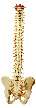 Photo: Human vertebrae