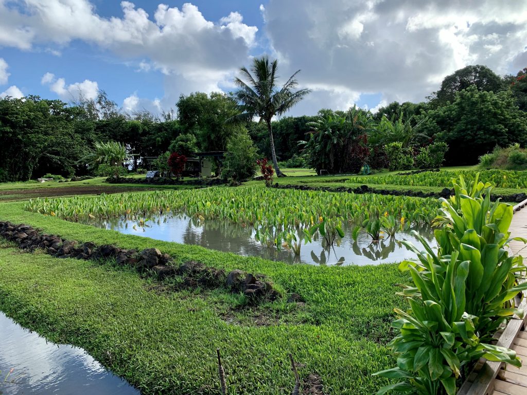 Scenic view of a lush taro farm in Hawaii, showcasing the traditional and sustainable cultivation of this culturally significant crop.