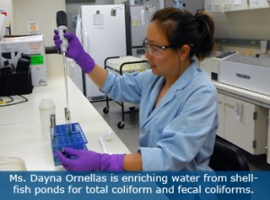 Dayna Ornellas is enriching water from shellfish ponds for total coliform and fecal coliforms.
