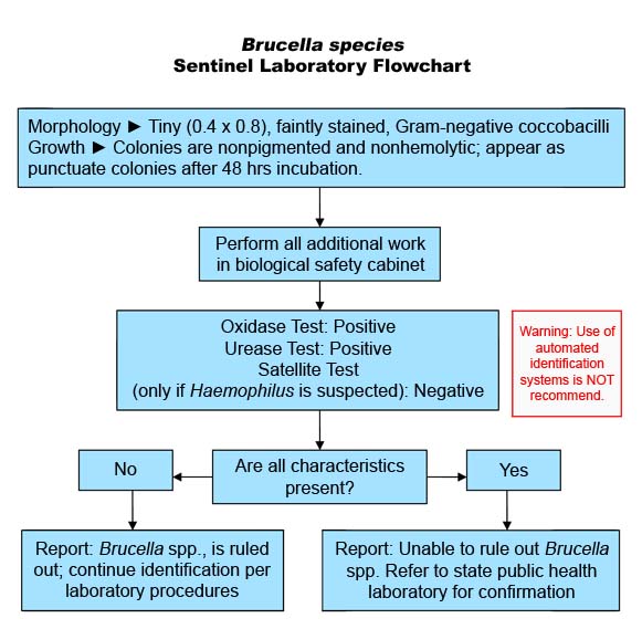 Brucella species flowchart