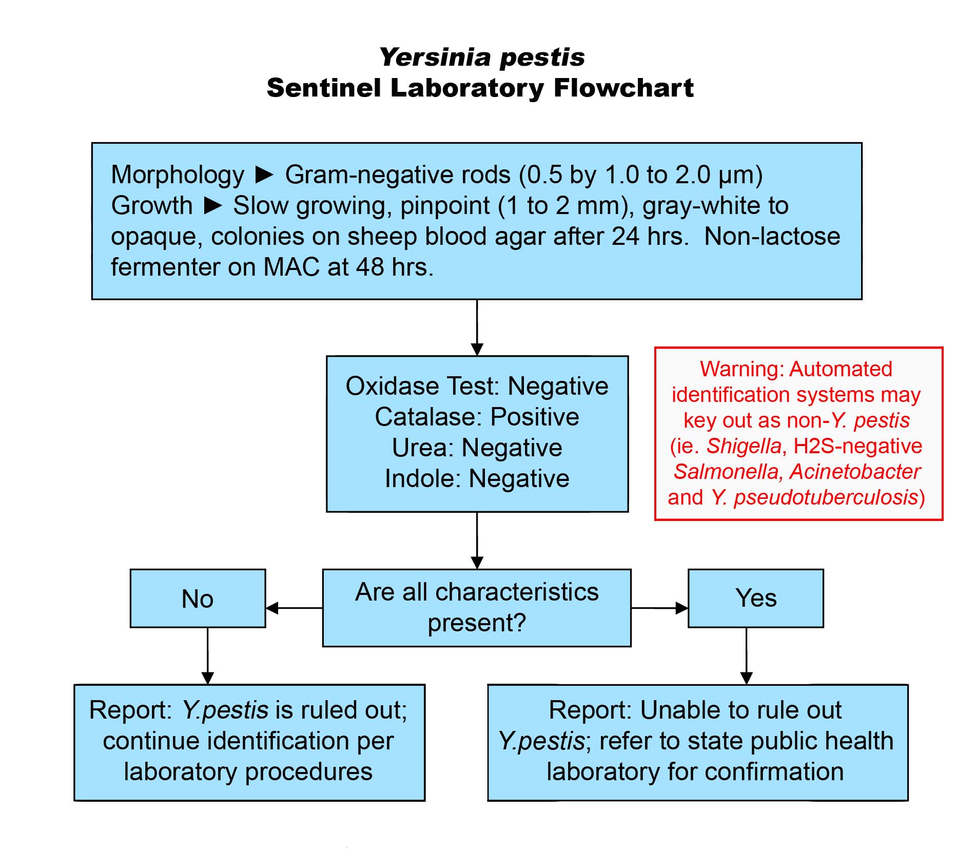 Yersinia species flowchart