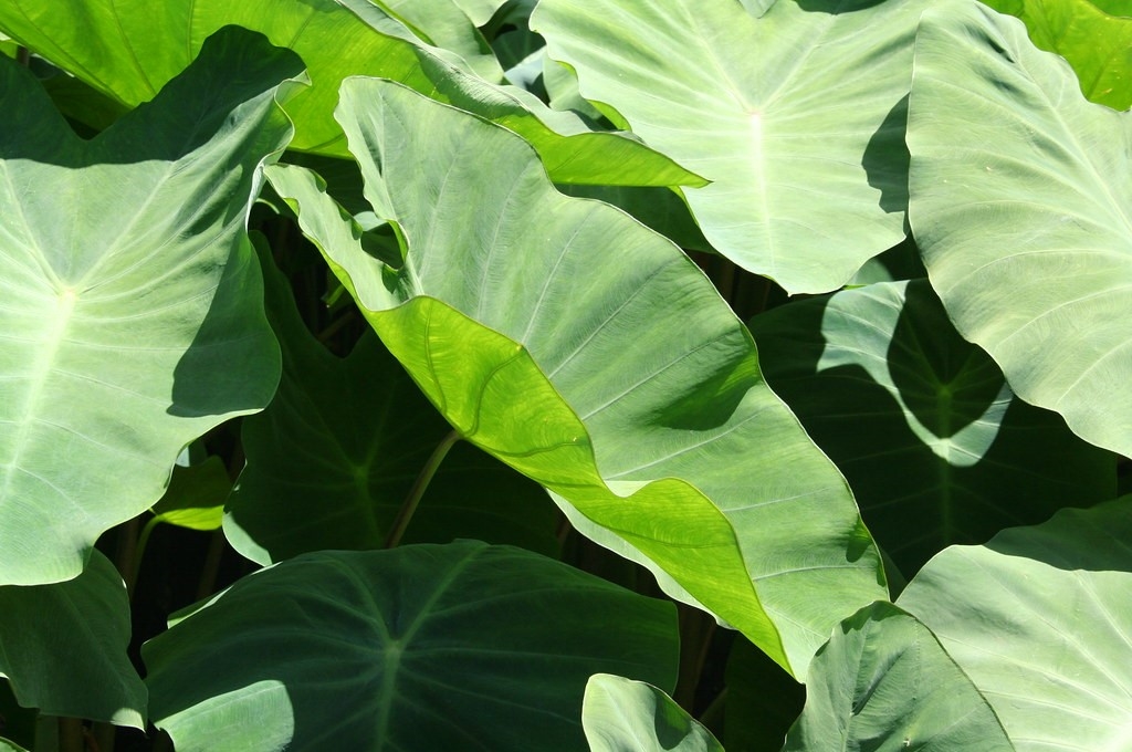 A kalo patch. The large, flat leaves of each kalo plant stretch out into the sunlight.