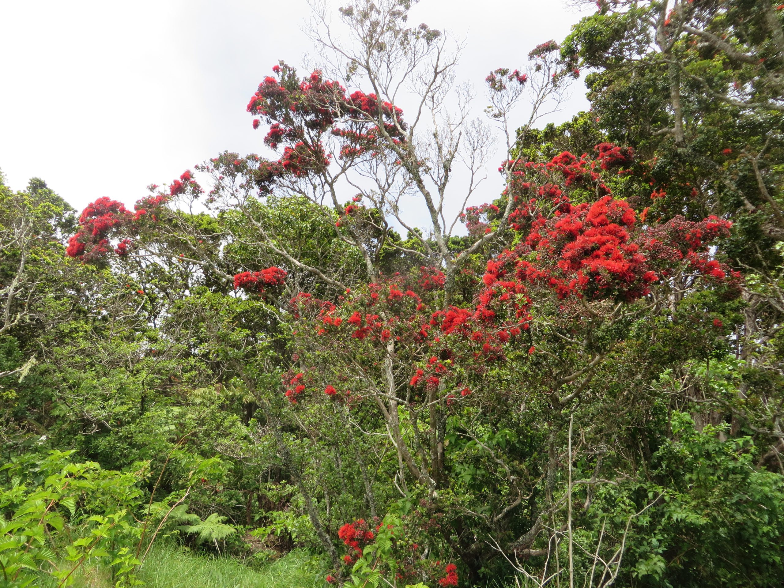 A red Ohia tree amid a forest