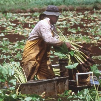 A woman in farm clothes harvesting taro in a field and putting the plants into a wagon