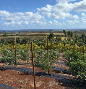 Farmland in Kaiaka Watershed