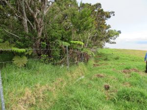 The fenced boundary between a forest and ranchland shows contrast between protected forests and grazed areas.