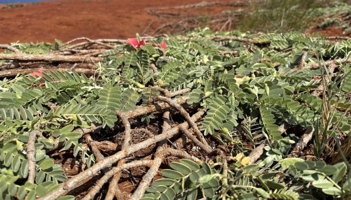 Native ʻōhai grows on hardpan soil.