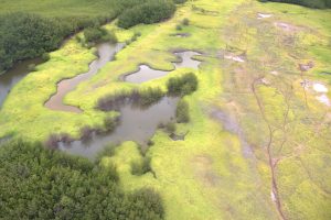 Wetland on Molokaiʻi from above