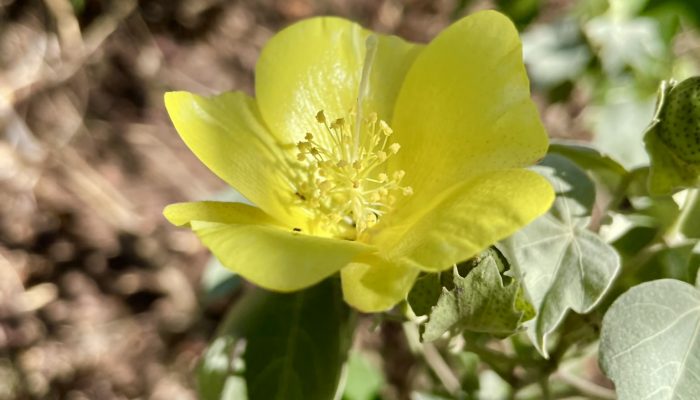 Yellow maʻo flower